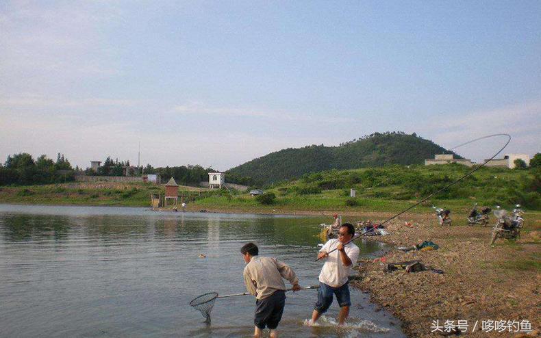 大蒜钓鱼真实效果,大蒜钓鱼真的有效果吗