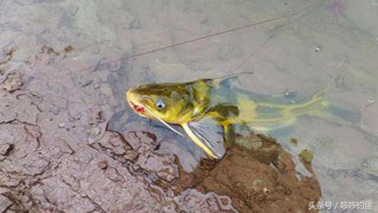 黄颡的垂钓技巧,夜钓黄颡如何增加鱼获