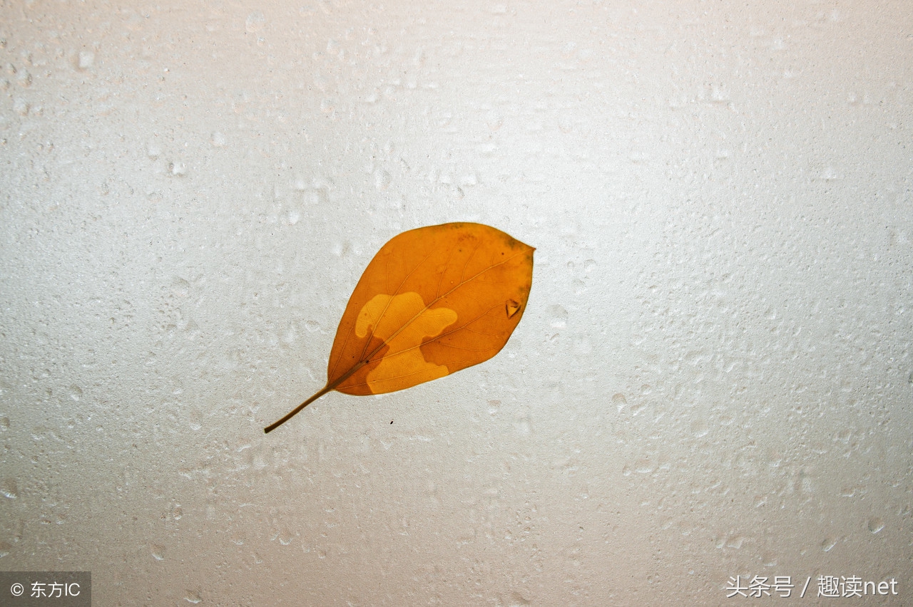 极品公子经典语录180句,极品公子里的经典句子