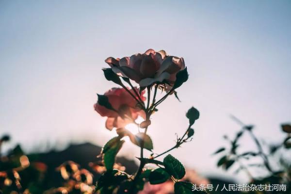 一篇文章看懂人生,一篇文章读懂青花杯