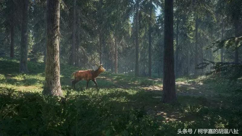 猎人荒野的呼唤游戏测评,测评猎人