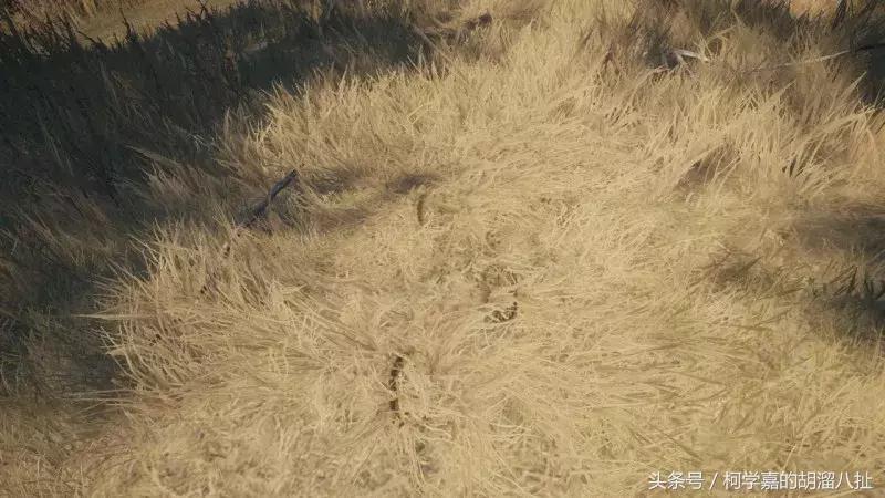 猎人荒野的呼唤游戏测评,测评猎人