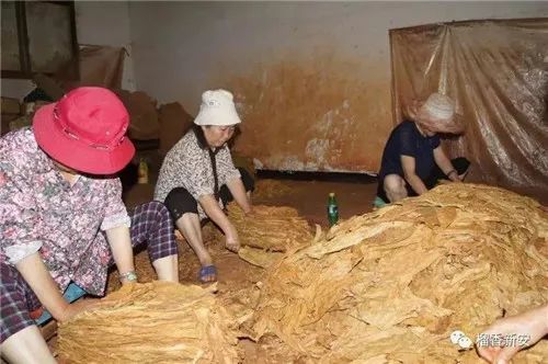 「发现」蒙自这种用刀切出来的“黄金丝”，在云南“怪”出名的！