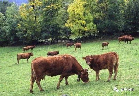 养牛知识必备大全,养牛的朋友感悟