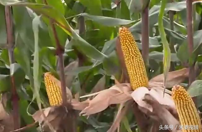 旺丰517玉米品种介绍,九圣禾517玉米种介绍