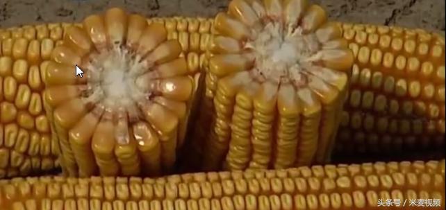 旺丰517玉米品种介绍,九圣禾517玉米种介绍