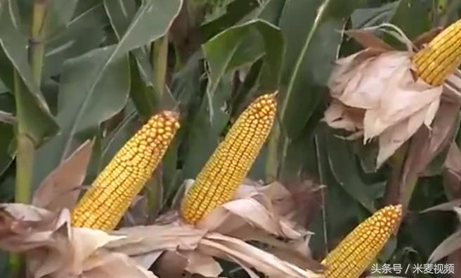 旺丰517玉米品种介绍,九圣禾517玉米种介绍