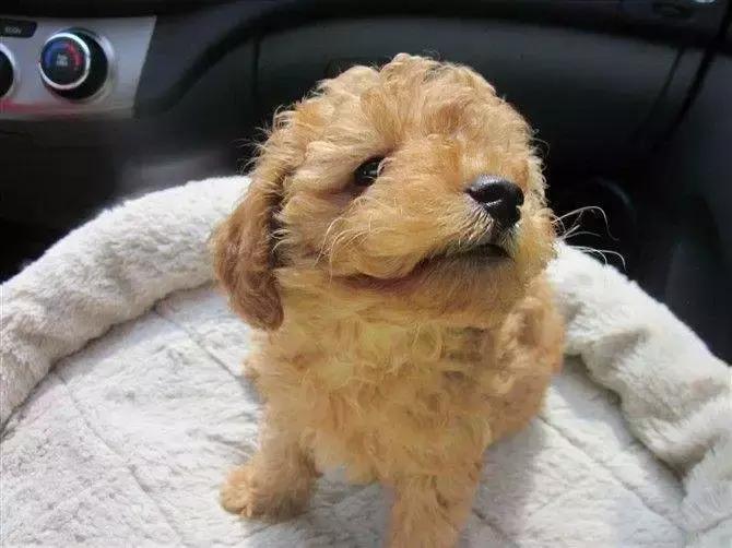 成年的狗狗可以和幼犬一起养吗,狗狗不准备养了怎么处理