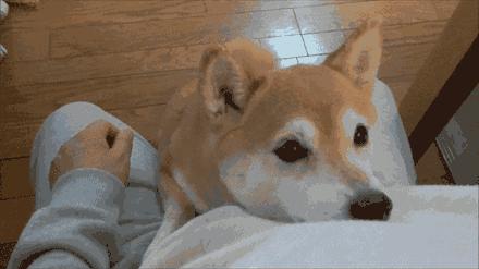 成年的狗狗可以和幼犬一起养吗,狗狗不准备养了怎么处理