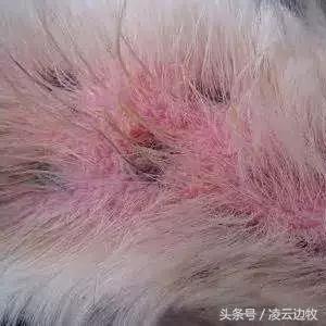 痒痒痒救救小主吧!狗狗出红疹怎么办?