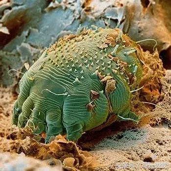 痒痒痒救救小主吧!狗狗出红疹怎么办?