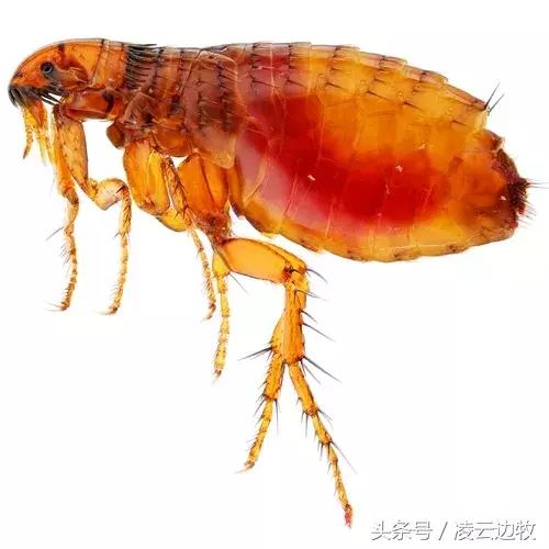 痒痒痒救救小主吧!狗狗出红疹怎么办?