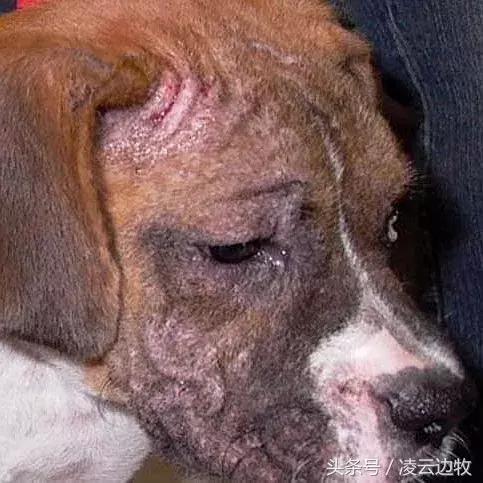 痒痒痒救救小主吧!狗狗出红疹怎么办?