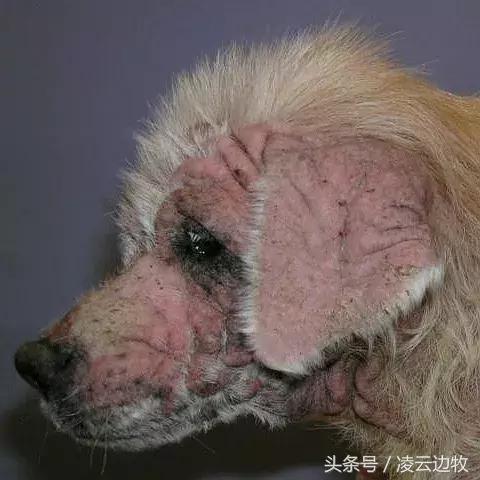 痒痒痒救救小主吧!狗狗出红疹怎么办?