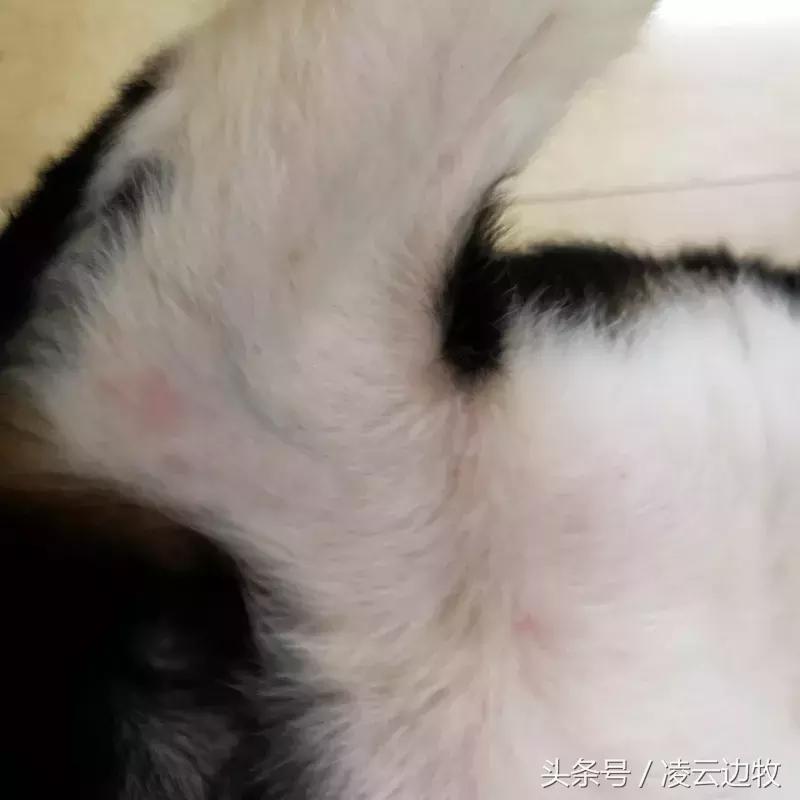 痒痒痒救救小主吧!狗狗出红疹怎么办?