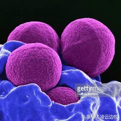 痒痒痒救救小主吧!狗狗出红疹怎么办?