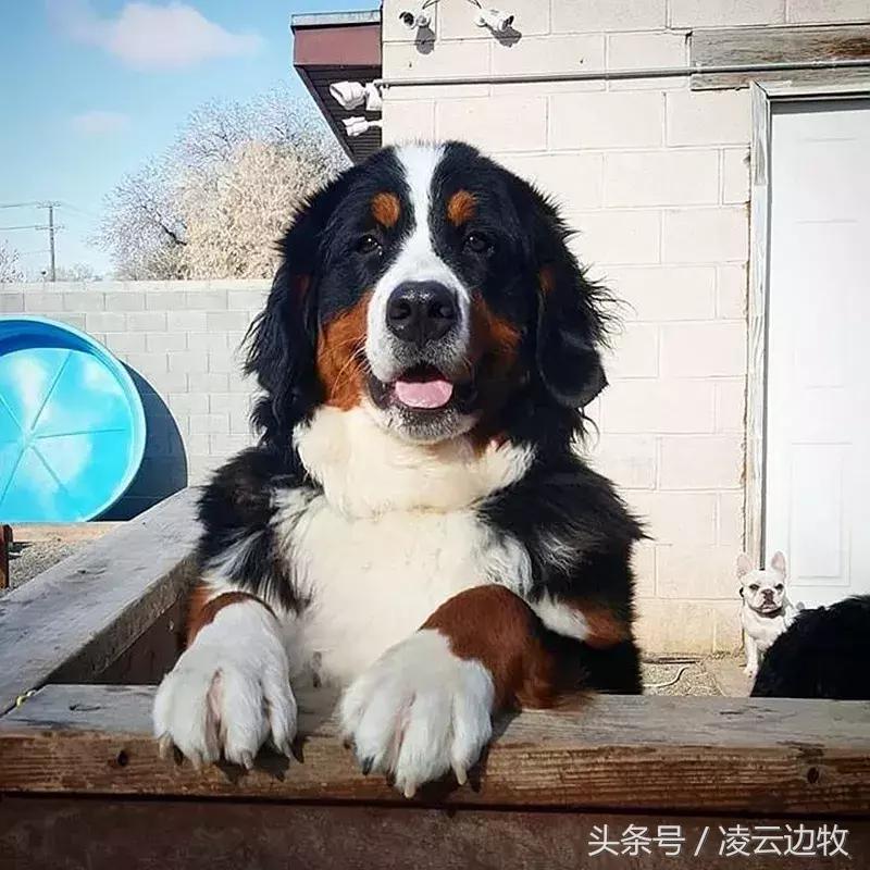 痒痒痒救救小主吧!狗狗出红疹怎么办?