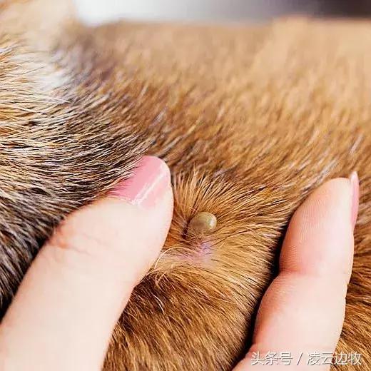 痒痒痒救救小主吧!狗狗出红疹怎么办?