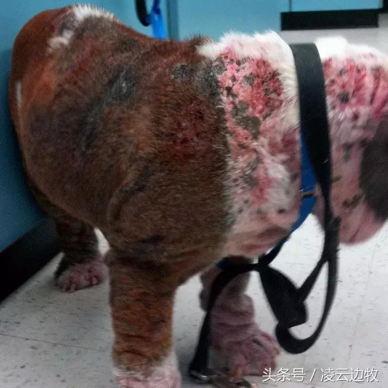 痒痒痒救救小主吧!狗狗出红疹怎么办?