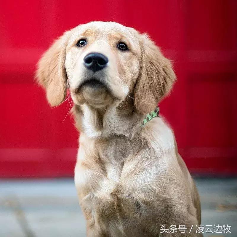 痒痒痒救救小主吧!狗狗出红疹怎么办?