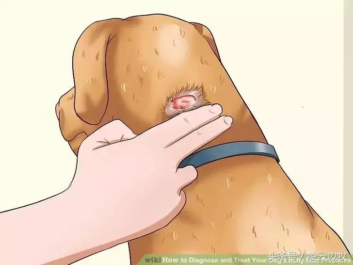 痒痒痒救救小主吧!狗狗出红疹怎么办?