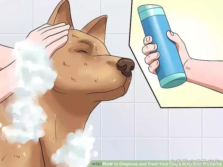 痒痒痒救救小主吧!狗狗出红疹怎么办?