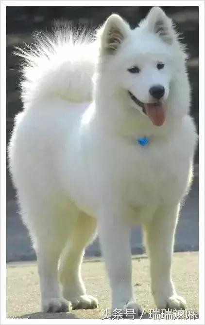 萨摩耶犬怎么防止细小感染,萨摩耶狗狗如何防止脱毛