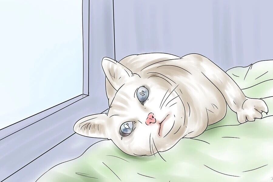 猫咪遇见杀虫剂中毒有哪些症状,猫咪蚊香中毒多久可以恢复正常