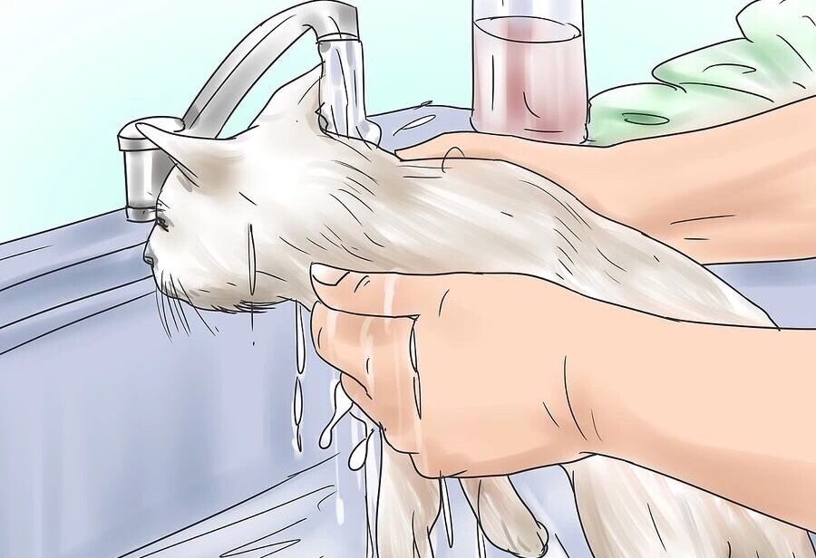 猫咪遇见杀虫剂中毒有哪些症状,猫咪蚊香中毒多久可以恢复正常