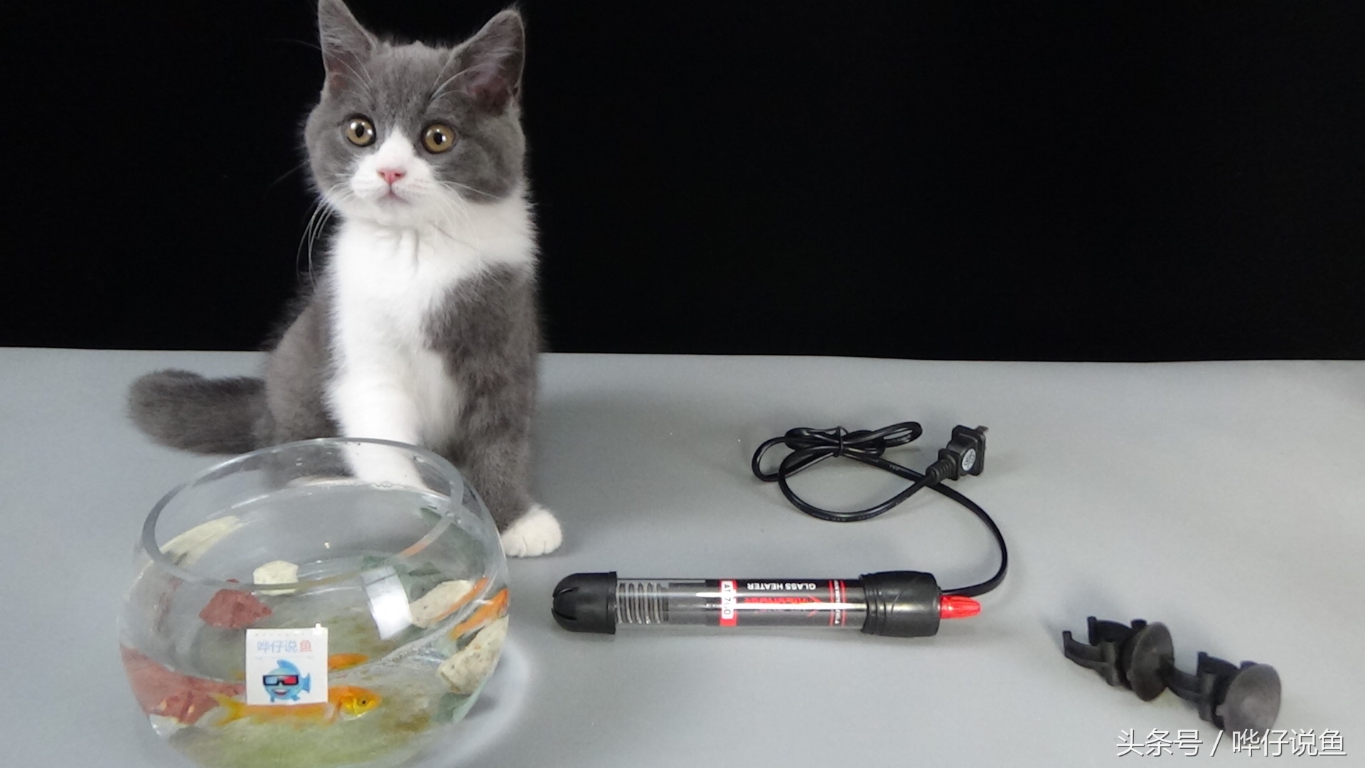 鱼缸加热棒故障维修视频,观赏鱼鱼缸加热棒推荐哪个