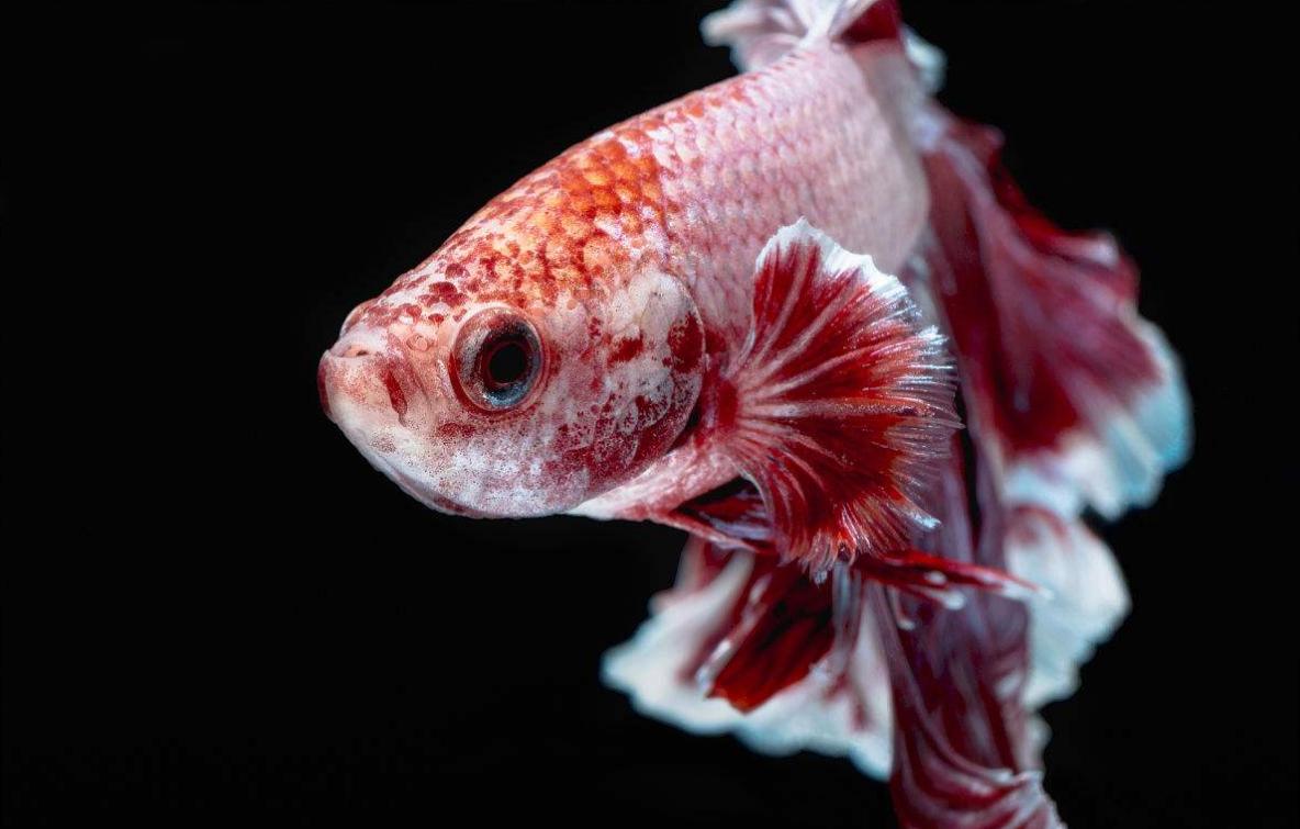 热带鱼怎么区分雌雄,怎么区分热带鱼和冷水鱼