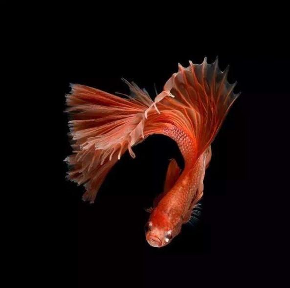 为什么养的热带鱼不吃食,为什么热带鱼比较容易生病