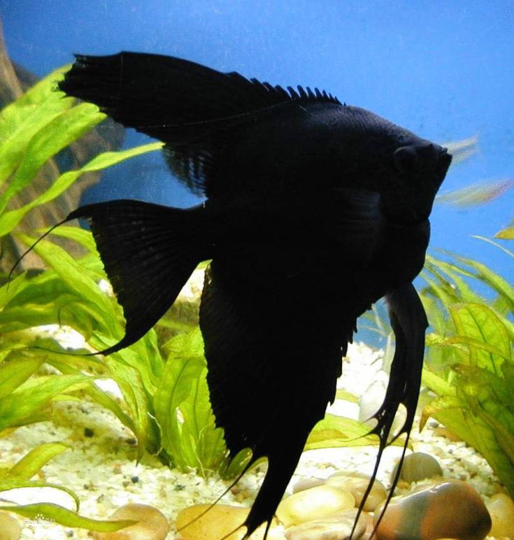 为什么养的热带鱼不吃食,为什么热带鱼比较容易生病