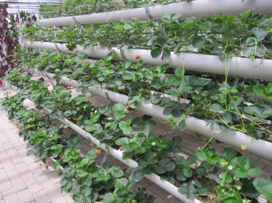 又到一年草莓种植季，你的草莓脱毒苗买好了吗，这6立体栽培方式有5大好处，值得你尝试