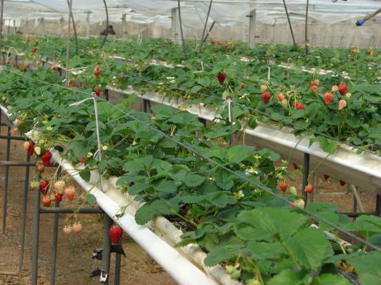 又到一年草莓种植季，你的草莓脱毒苗买好了吗，这6立体栽培方式有5大好处，值得你尝试