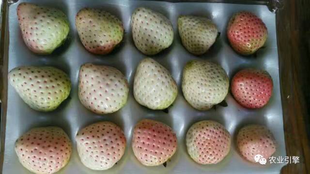 又到一年草莓种植季，你的草莓脱毒苗买好了吗，这6立体栽培方式有5大好处，值得你尝试