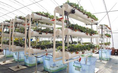 又到一年草莓种植季，你的草莓脱毒苗买好了吗，这6立体栽培方式有5大好处，值得你尝试