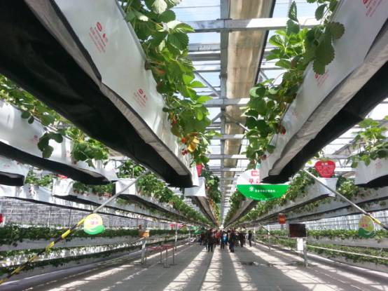 又到一年草莓种植季，你的草莓脱毒苗买好了吗，这6立体栽培方式有5大好处，值得你尝试