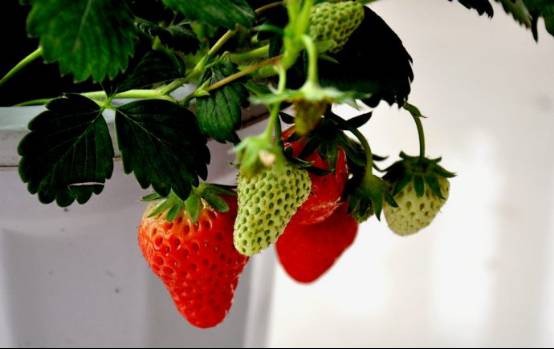 又到一年草莓种植季，你的草莓脱毒苗买好了吗，这6立体栽培方式有5大好处，值得你尝试