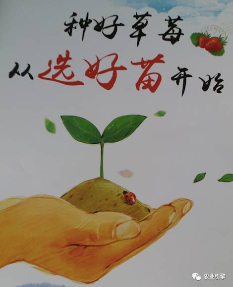 又到一年草莓种植季，你的草莓脱毒苗买好了吗，这6立体栽培方式有5大好处，值得你尝试