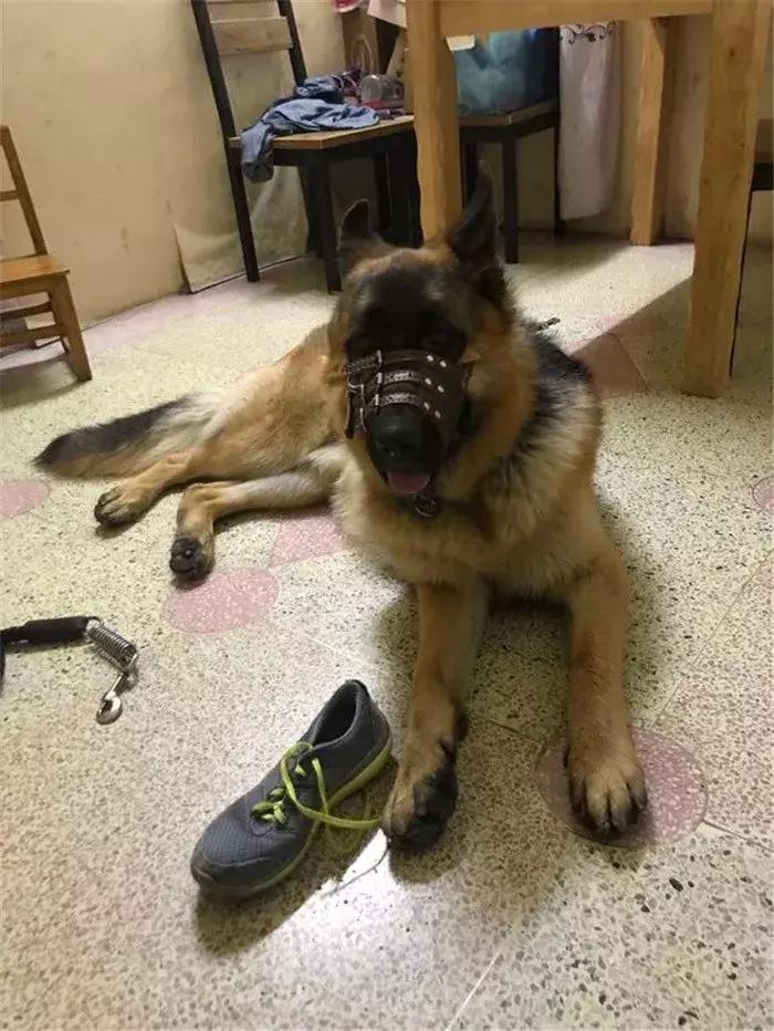 德国牧羊犬如何才可以在城市里养,德国牧羊犬不适合当宠物的原因