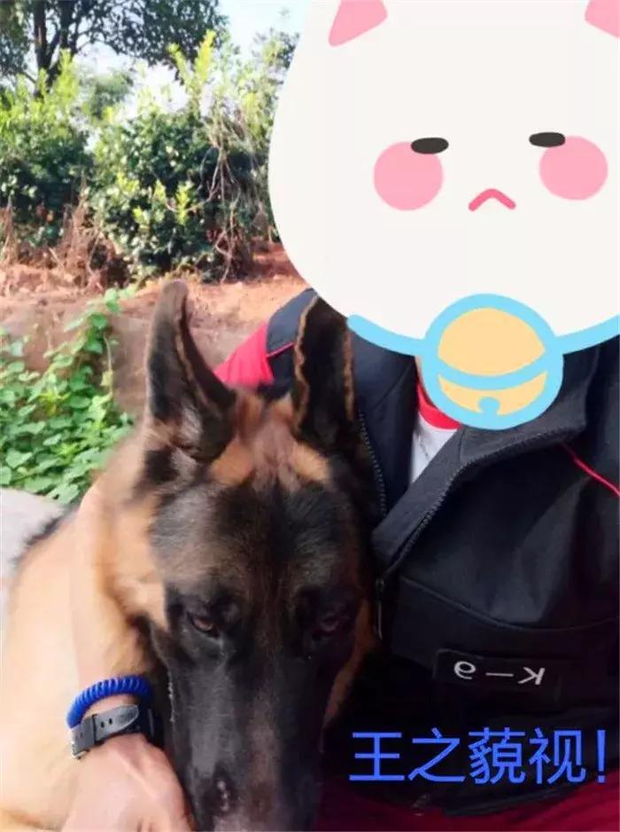 德国牧羊犬如何才可以在城市里养,德国牧羊犬不适合当宠物的原因