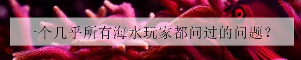 1.2米sps海缸低密度,sps1.5米造景