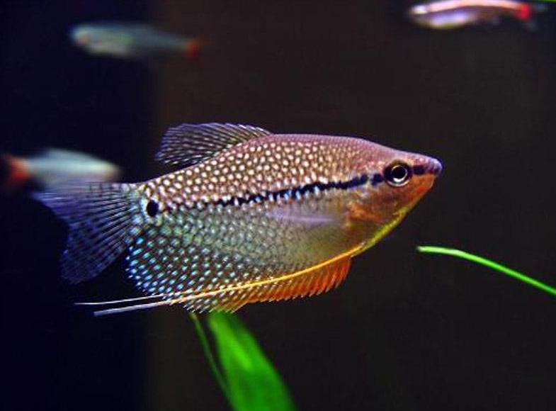 什么样的热带鱼最适合新手养 (新手养鱼推荐什么品种淡水热带鱼)