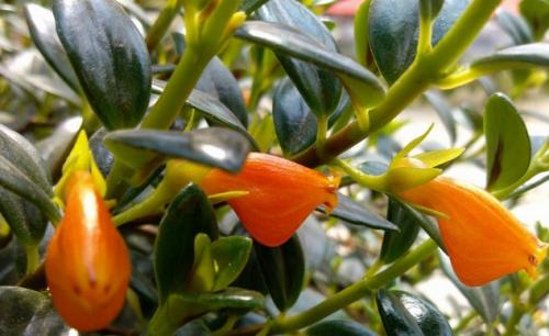 金鱼吊兰养殖方法和注意事项图片,金鱼吊兰的养殖方法和禁忌