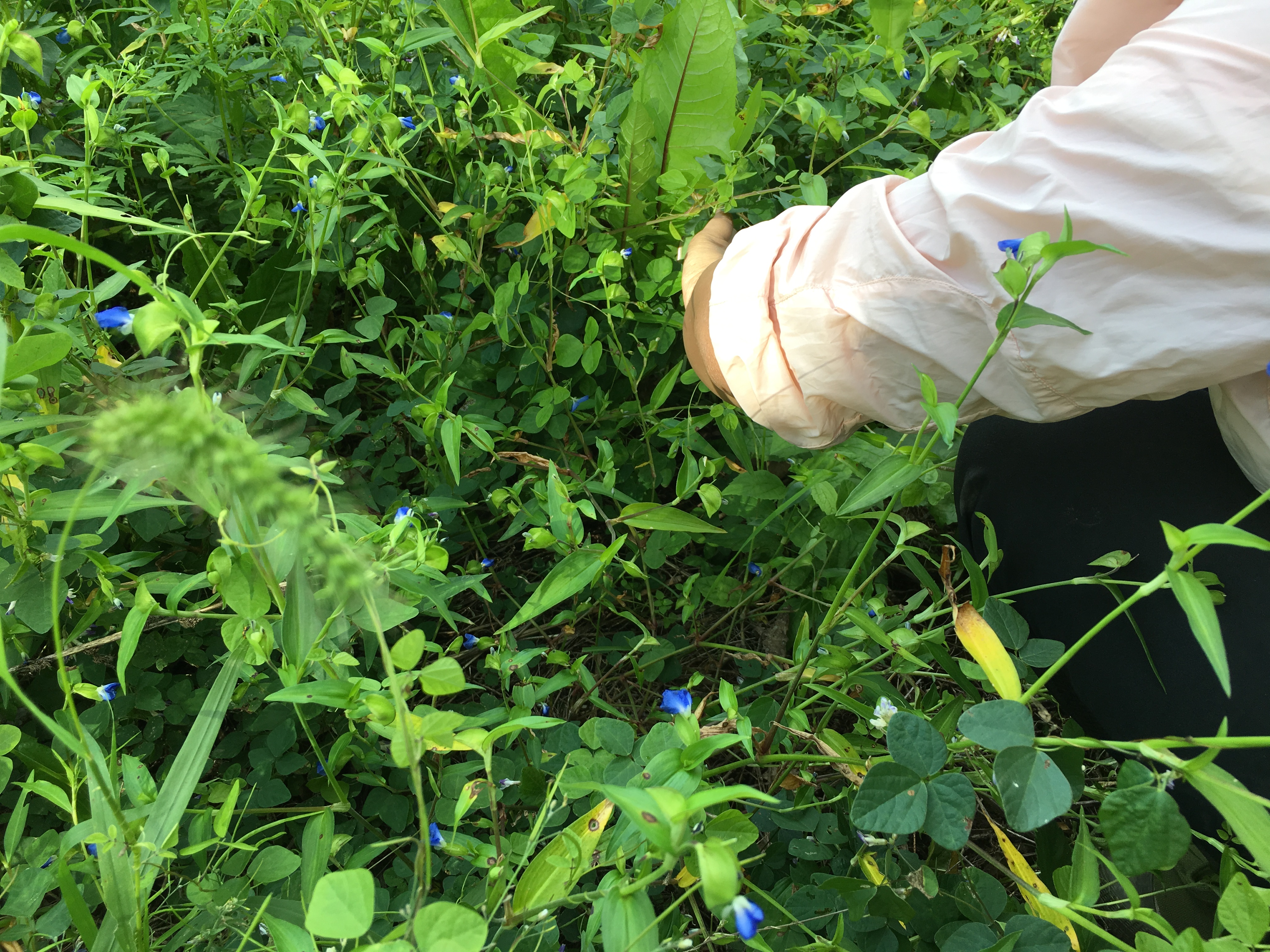 婆婆丁蘸酱菜顺丰包邮,东北婆婆丁蘸酱菜销量第一