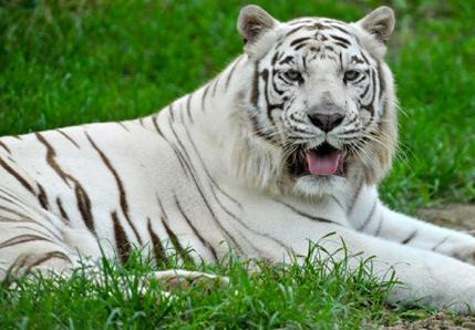什么样的女人是虎女,什么样的女人是阴阳女