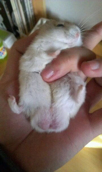 仓鼠宝宝多大可以区分性别,仓鼠性别怎么分