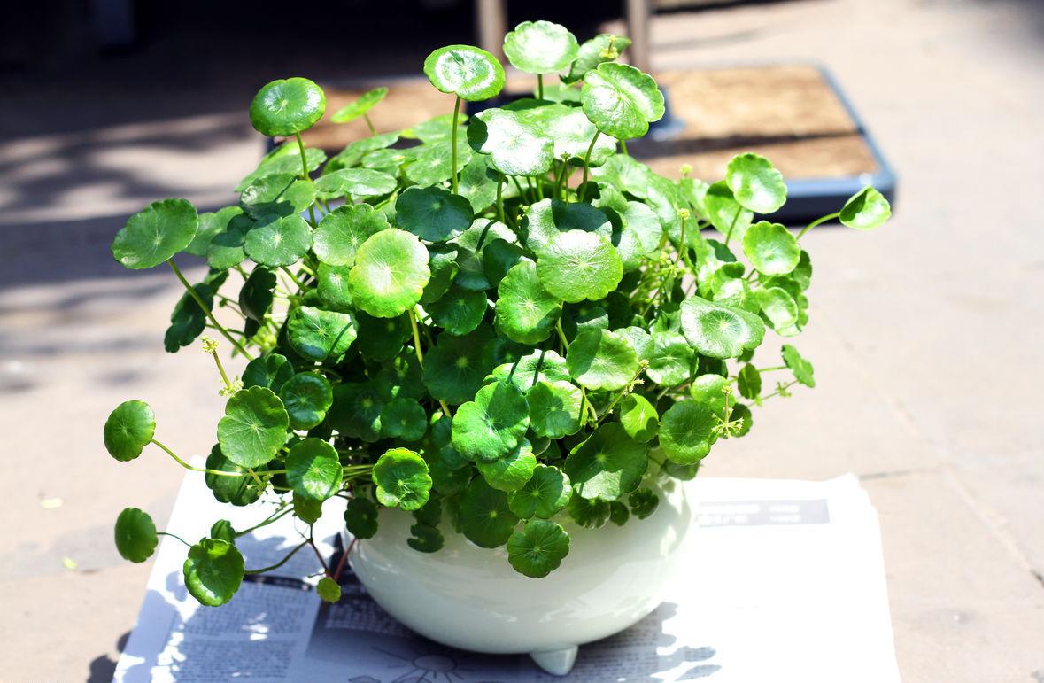 养好铜钱草用什么小妙招最好,养铜钱草的正确方法