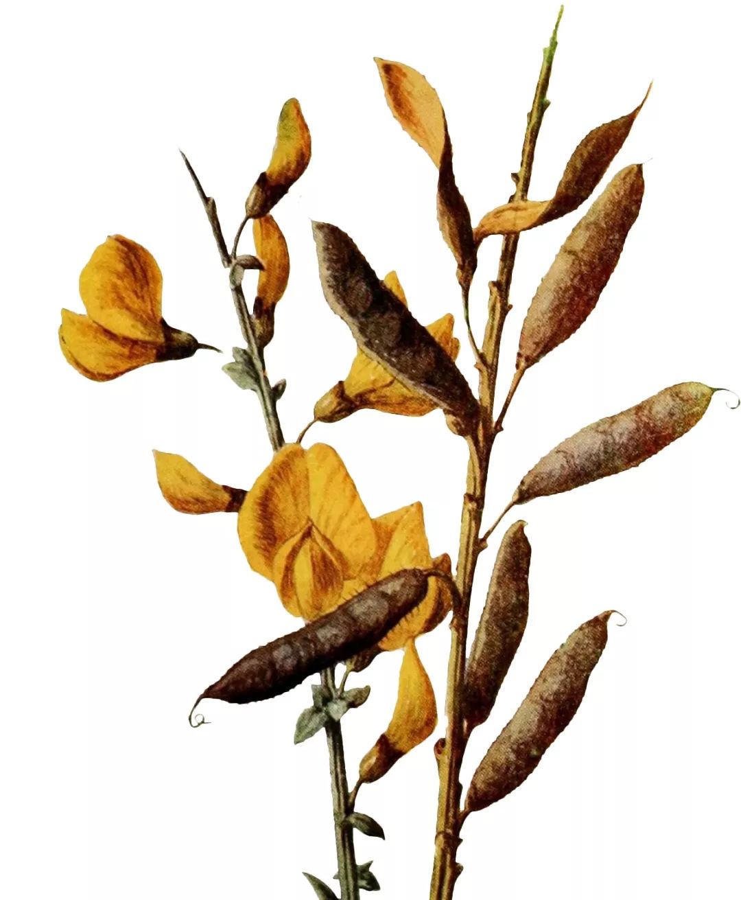 jomalone鏄湡鐨勫悧,jomalone榛戣壊